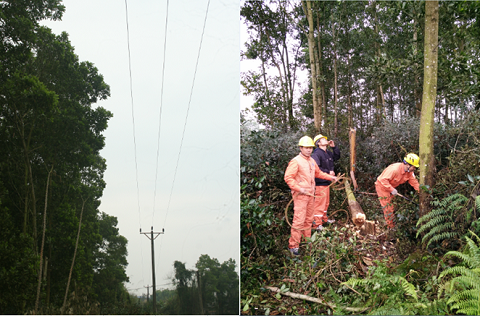 Điện lực TP Thái Nguyên đảm bảo an toàn hành lang lưới điện trung áp 22kV