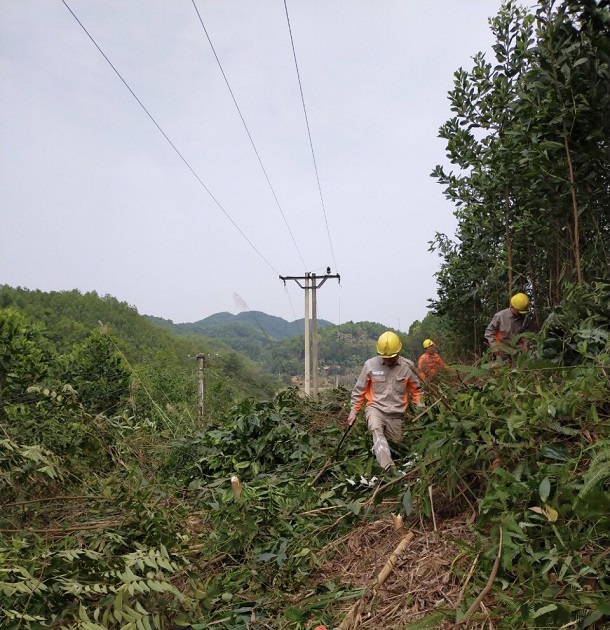 Điện lực Định Hóa phát quang hành lang tuyến để đảm bảo lưới điện vận hành an toàn, liên tục trước mùa mưa bão